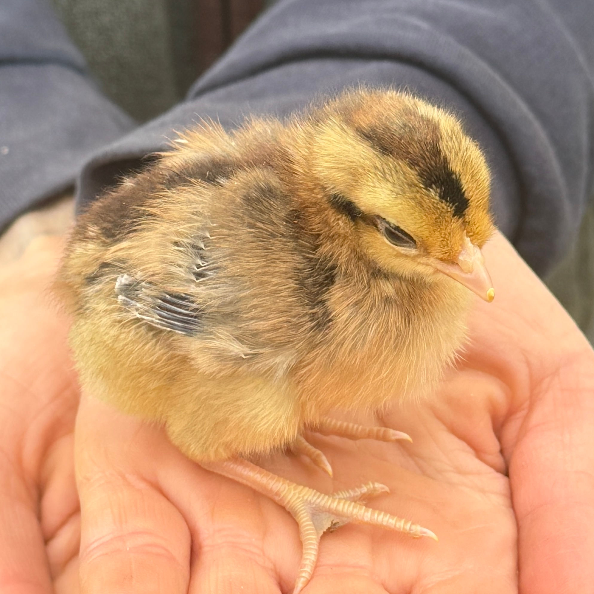 Cream Legbar Female Chicks - 1 day - 2 weeks old