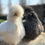 Thumbnail: Silkies