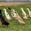 Thumbnail: Runner Ducks Hatching eggs - Price per egg