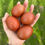 Thumbnail: French Wheaten Marans Hatching Eggs - Price per egg