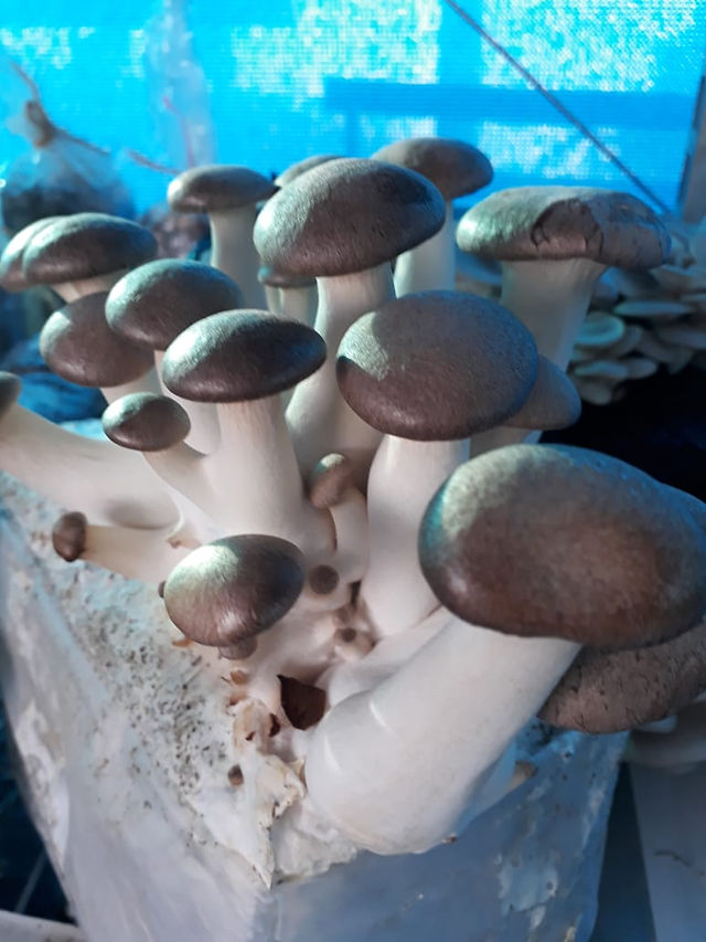 Funghi & Flora na Hortitec