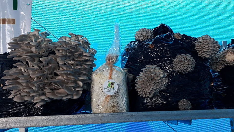 Funghi & Flora na Hortitec