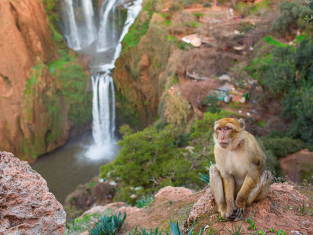 The delicate ecosystem of Morocco's wilderness and wildlife