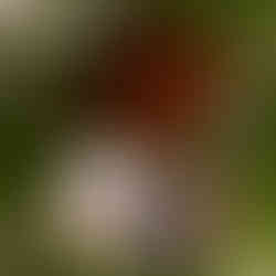 Brown wallet with cash and coins on green leaves, rupee notes.