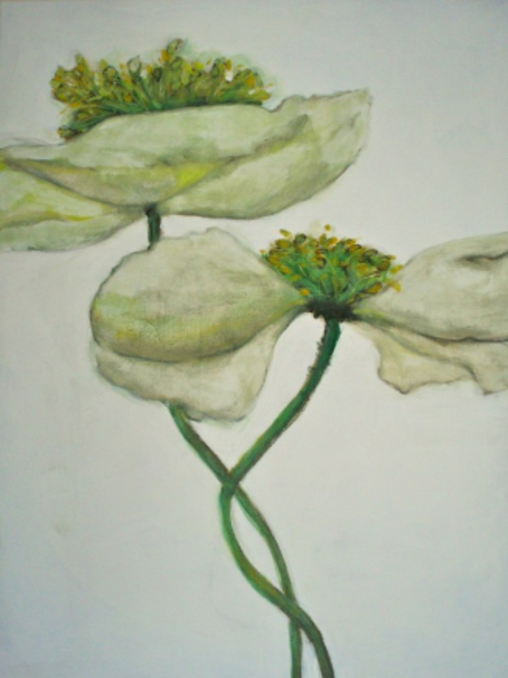 Witte klaprozen