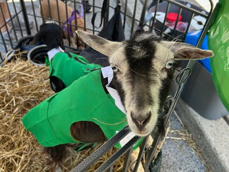 Goat Workouts and Events