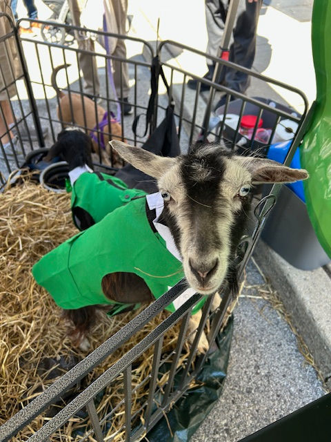 Goat Workouts and Events