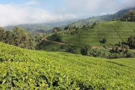 KTDA - Tea Fields