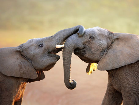 Two elephants playfully interlock trunks in a sunlit savannah, creating a heartwarming and joyful scene.