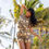 Thumbnail: Leahi Short in Vintage