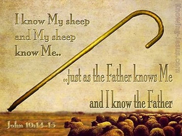Picture1MY SHEEP ME THE FATHER.jpg
