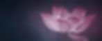 flower-1-positioned.jpg