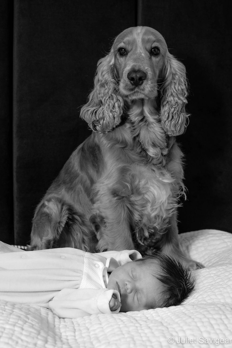Dog with newborn baby