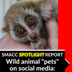 Spotlight Report: Wild animal "pets" on social media: a vicious cycle of suffering