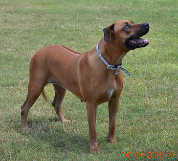 Mallory Ridgeback Our Dogs | braveheartridgebacks