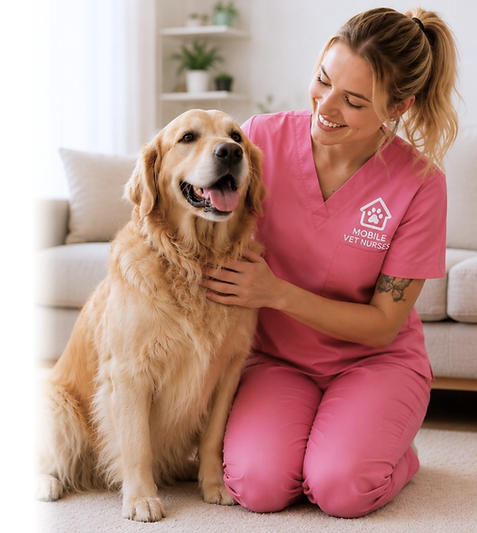 vet nurse jayne and dogmobile vet nurses gold coast