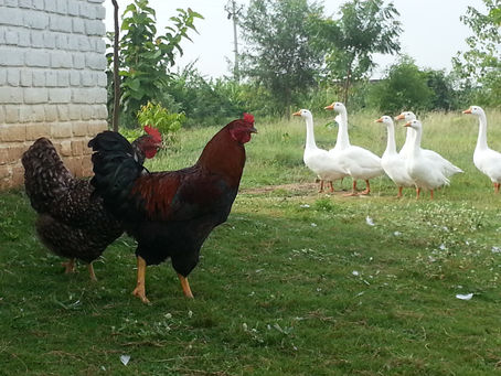 Animals in Permaculture: Introducing Hens