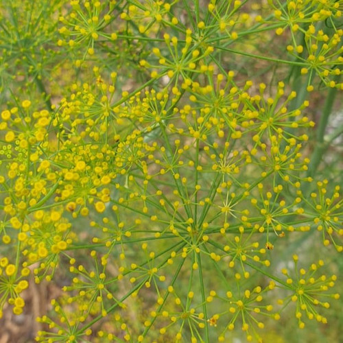 Dill seeds Buy Seeds Aanandaa