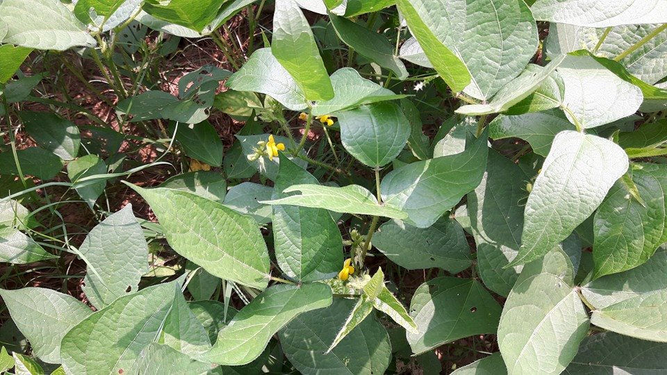 Growing Urad Dal Black Gram at Aanandaa Permaculture Farm