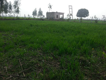 No Till Farming in Permaculture: Wheat