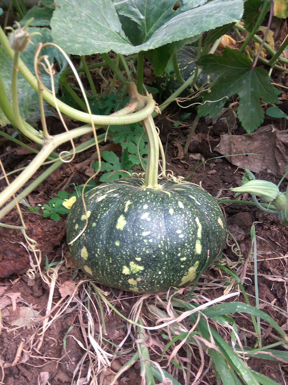 Thumbnail: Desi Pumpkin seeds