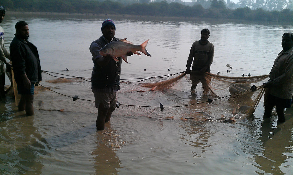 carps in barwala
