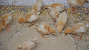 Animals in Permaculture: Day Old Chicks