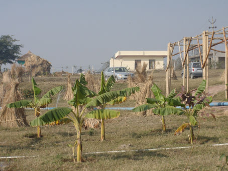 Quick Permaculture Tip: Save Saplings from the Winter Cold