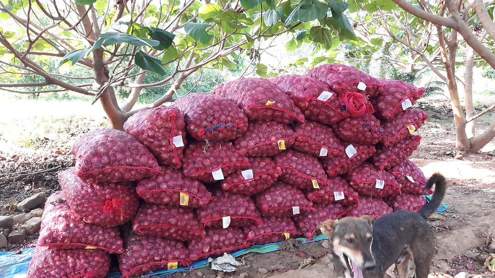 Onions harvested and bagged
