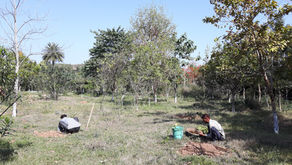 Tree Plantation in Permaculture: Spring Planting
