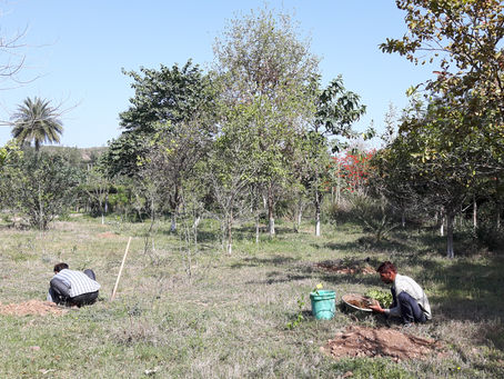 Tree Plantation in Permaculture: Spring Planting