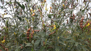 Crops in Permaculture: Arhar Dal | Pigeon Pea Harvest