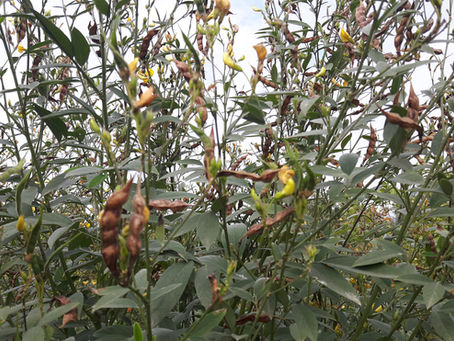 Crops in Permaculture: Arhar Dal | Pigeon Pea Harvest