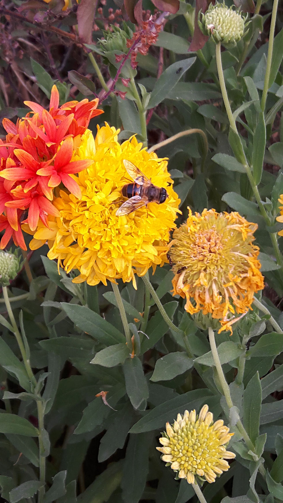 Thumbnail: Marigold seeds