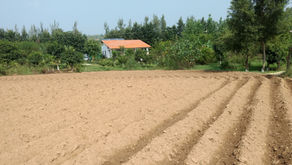 Crops in Permaculture: Potatoes in Mounds