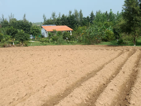 Crops in Permaculture: Potatoes in Mounds