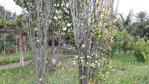 Fruit Trees in Permaculture: Pears