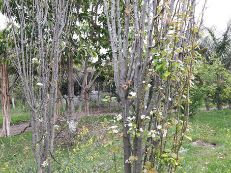 Fruit Trees in Permaculture: Pears