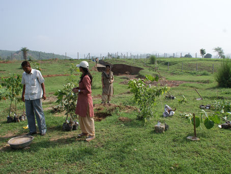 Get Started with Permaculture: Tree Plantation