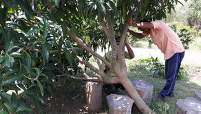 Quick Permaculture Tip: Trimming the Forest