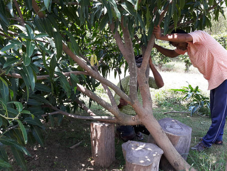 Quick Permaculture Tip: Trimming the Forest