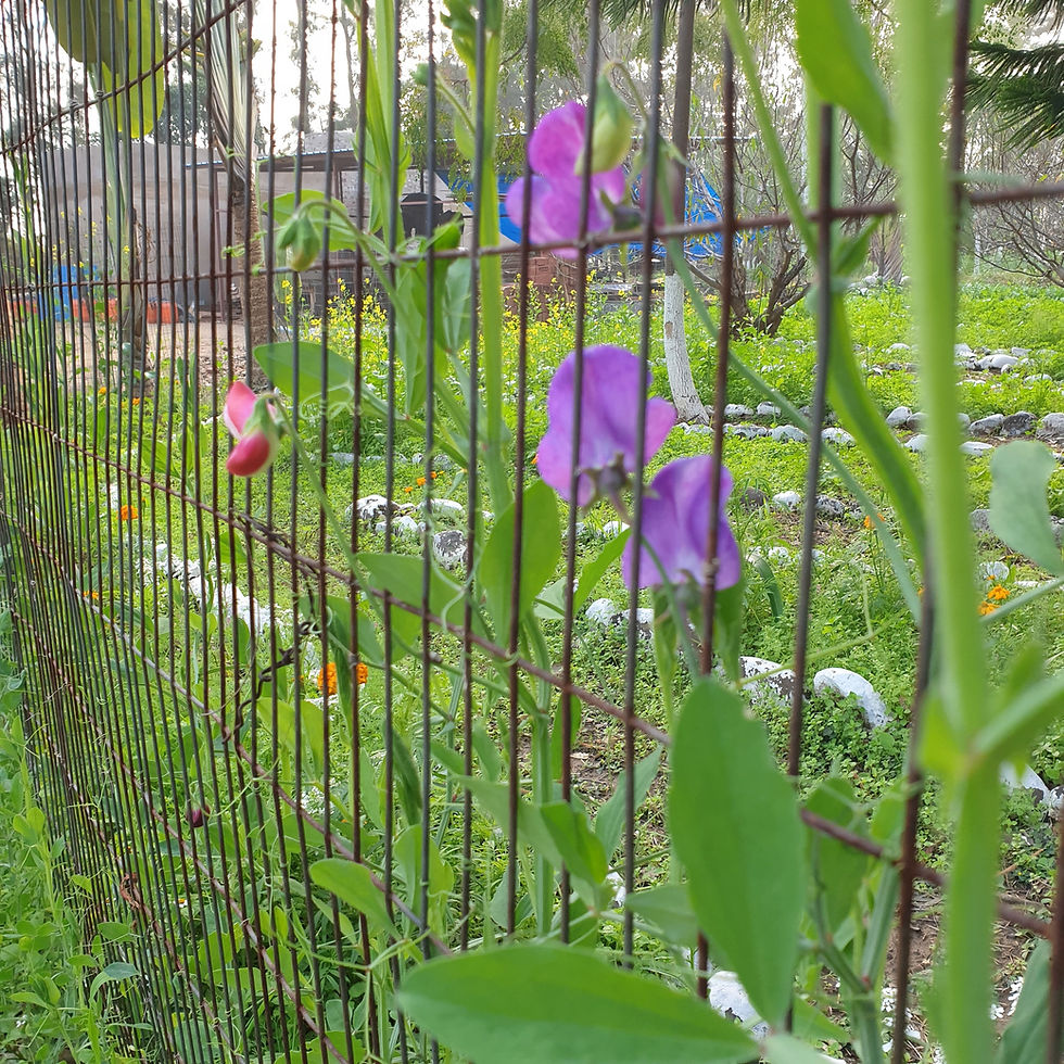 Thumbnail: Sweet Pea Seeds