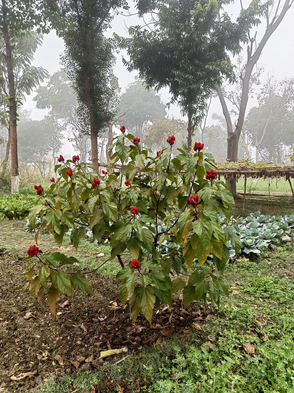 Thumbnail: Sindoor Teeka Seeds