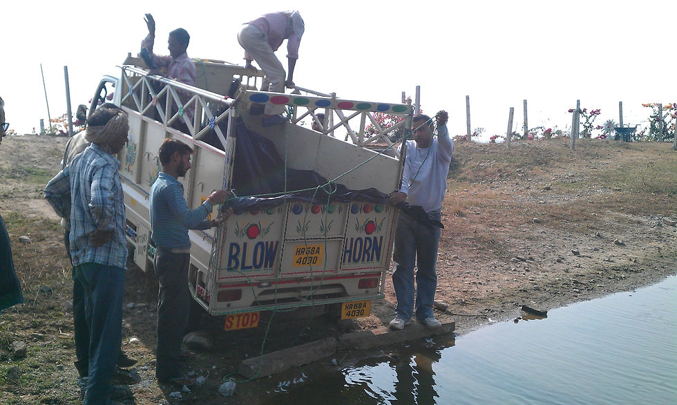Adding fish to pond