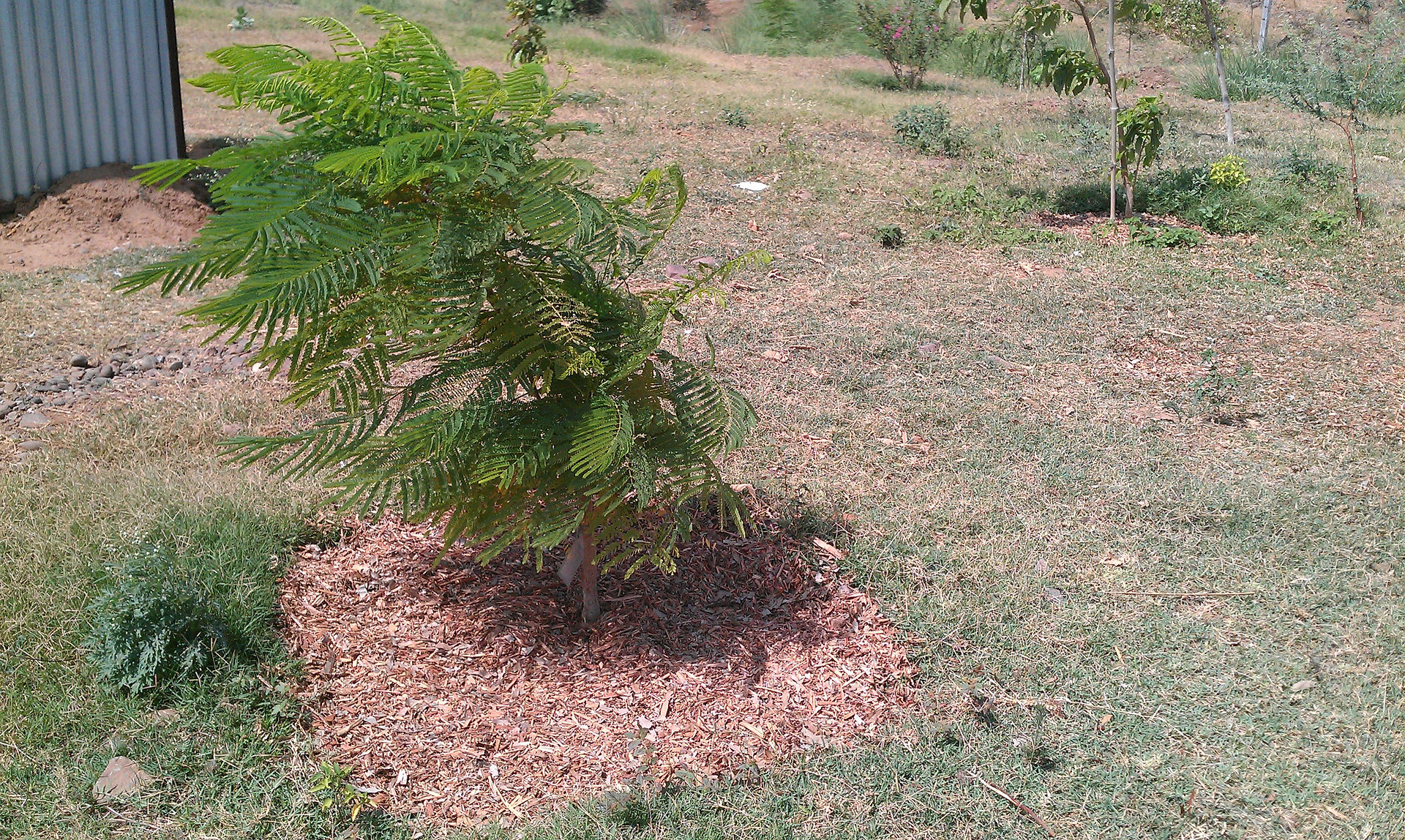 Mulched Sapling