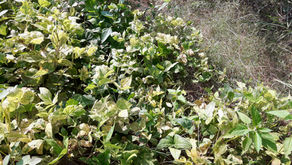 Crops in Permaculture: Urad Dal | Black Gram