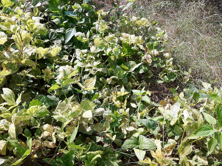 Crops in Permaculture: Urad Dal | Black Gram