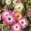 Thumbnail: Ice Plant (Burf) - Mixed Colours
