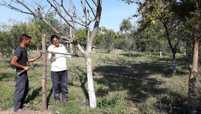 Permaculture Design: Secure your orchard Orchard from Animals