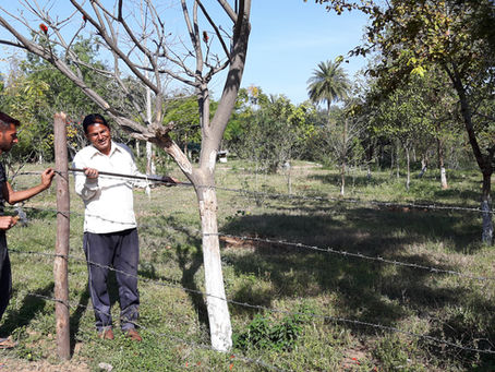 Permaculture Design: Secure your orchard Orchard from Animals